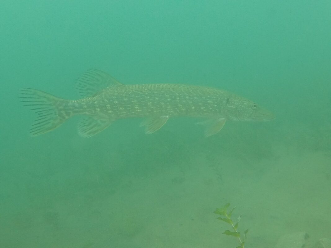 Kolejny weekend Tortuga spędza pod wodą!!!