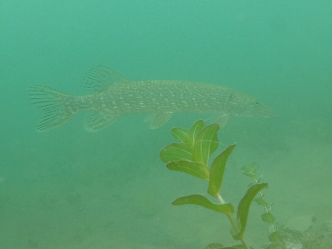 Kolejny weekend Tortuga spędza pod wodą!!!